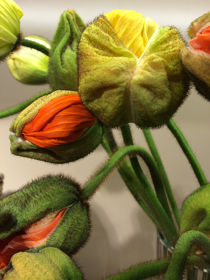 poppy, klatschmohn, flowers, orange, yellow, bent, stalk