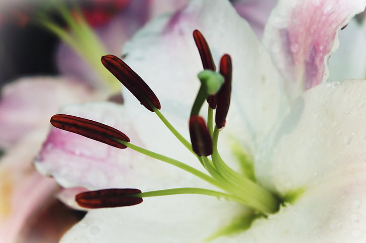 Lily, bela, cvet, cvet, cvet, vzcvetelo, pomlad