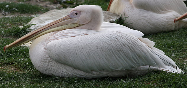 pelican, resting, bird, wildlife, nature, icon, beak