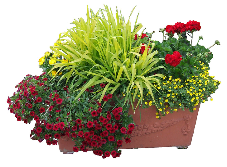 flowers trough, flowers, planting, flower, plant, nature, decoration