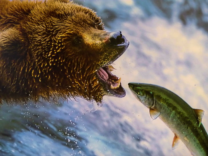 Grizzly, oso de, peligrosos, animal, vida silvestre, Canadá, captura de