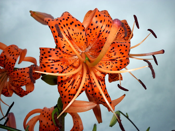 lily, tiger lily, stamens, flower, beautiful, stamen, flowers