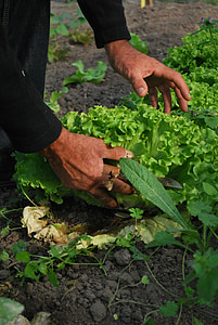 sayuran, tukang kebun, kebun sayur, Bio
