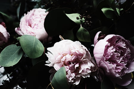 цвете, розово, венчелистче, Блум, Градина, растителна, природата