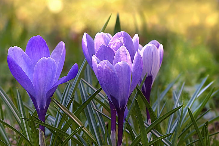 krokus, bloem, Violet, lente, bloemen, paars, natuur