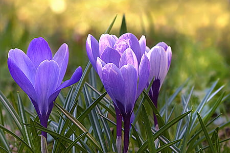 Krokus, Blume, violett, Frühling, Blumen, lila, Natur