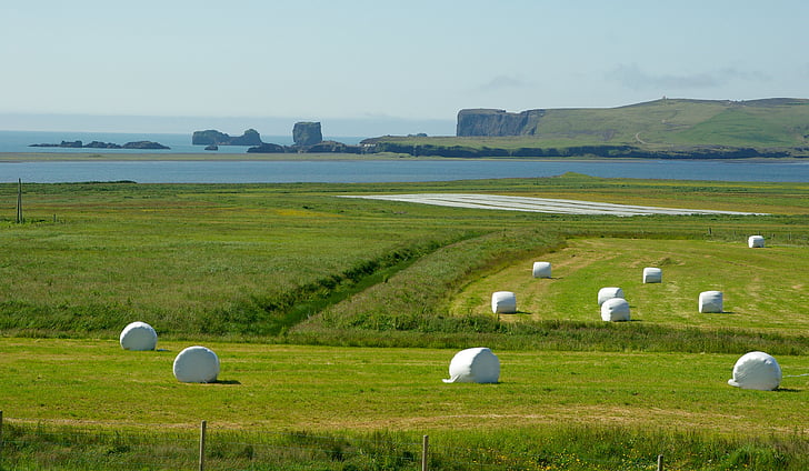 Island, Klippen, Vik, Prairie, Landwirtschaft, Bauernhof, Natur