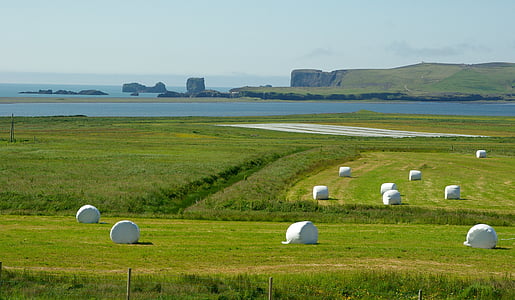 Island, klipporna, Vik, Prairie, jordbruk, gård, naturen