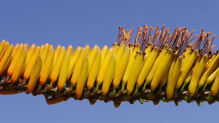 Aloe, bluehtenstand, rakenne, keltainen