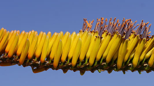 Aloe, bluehtenstand, structure, jaune