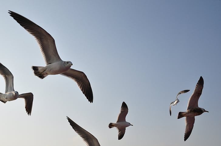 seagull, emergency, flight, wing, new, beach