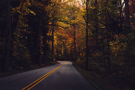 country road, forest, road, country, rural, nature, countryside