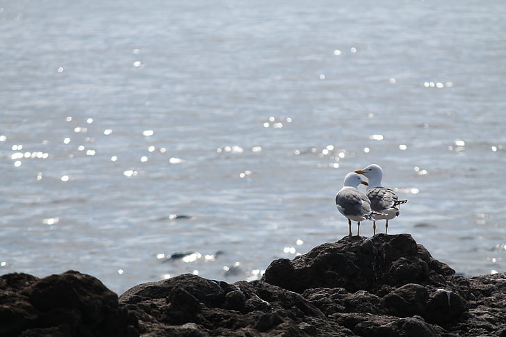 seagull, love, sea, romance, seaside, birds, art