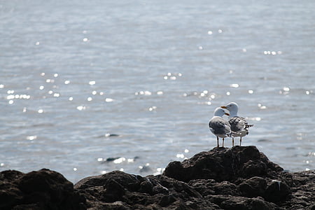 Seagull, liefde, zee, romantiek, aan zee, vogels, kunst