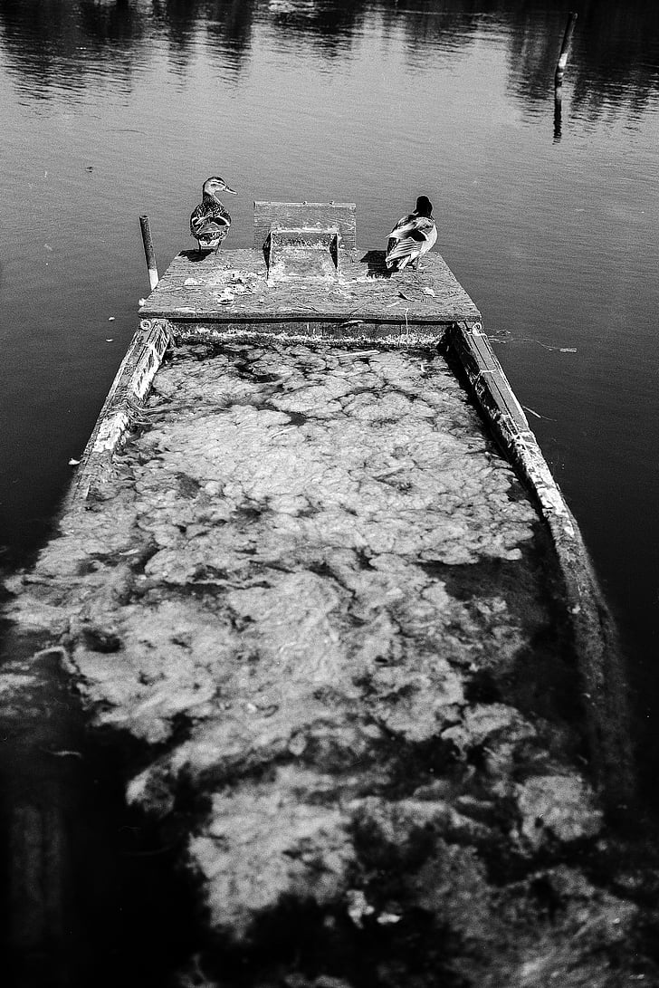 ducks, lake, old, sunken, boat, rowboat, fishing boat