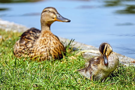 duck, chicks, animal, young animal, fluff, clean, duck mother