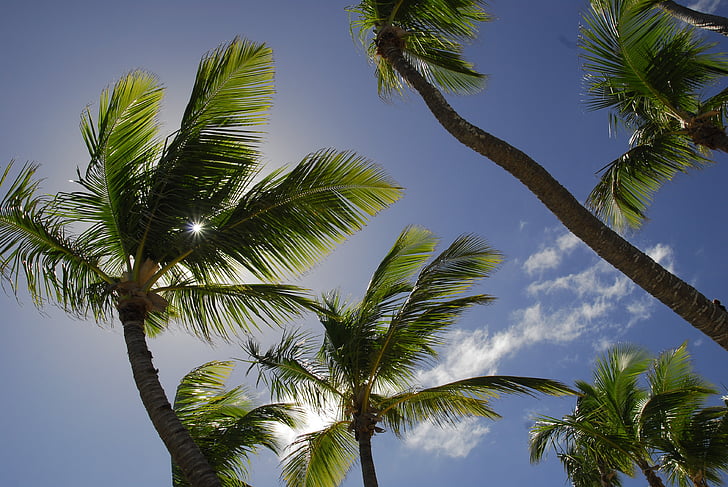 representante de Dom, República Dominicana, Caribe, férias, sol, férias de sonho, palmeiras