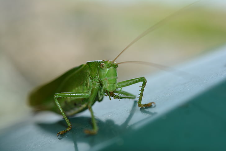 insect, grasshopper, nature, animal, wildlife, close-up, locust