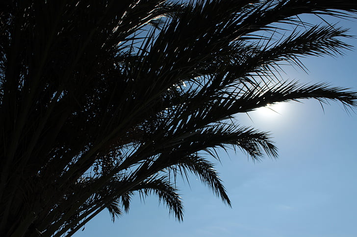 palmy, palmových listov, silueta, Back light, slnko, Dovolenka