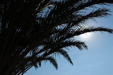 palm trees, palm fronds, silhouette, back light, sun, holiday