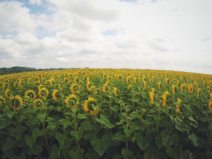 sunflowers, field, green, yellow, nature, outdoors, sky