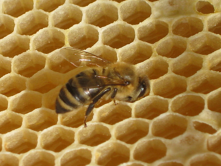 priroda, pčela, Saće, Medonosna pčela, vosak, med, kukac