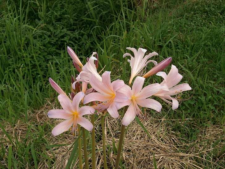 lakrica, Amaryllidaceae ģinšu, lycoris squamigera, Amaryllidaceae, rozā ziedu, vasaras puķes