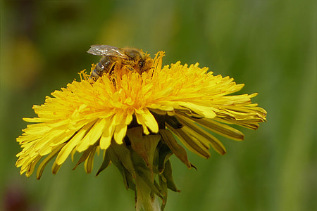 Blume, Löwenzahn, Biene, Pollen, Frühling, in der Nähe