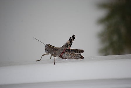 grasshopper, insect, solitaire, nature, animal, locust, wildlife
