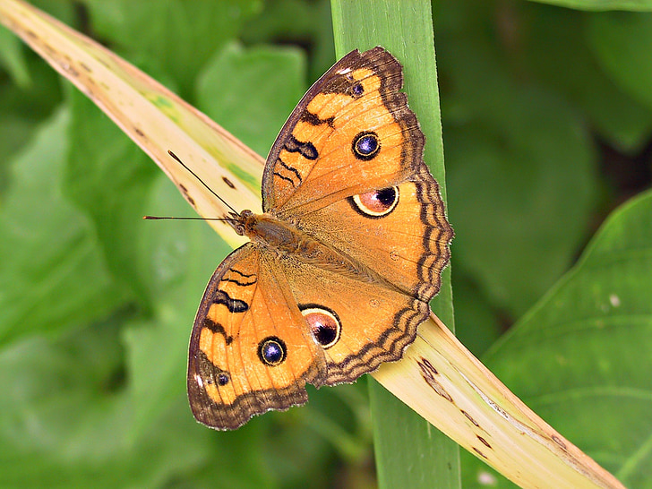 Метелик, помаранчевий, очі, Природа, Комаха, барвистий, крило