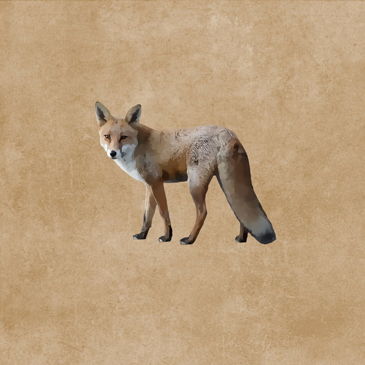 Фукс, red fox, Дикое животное, Хищник, Рисование