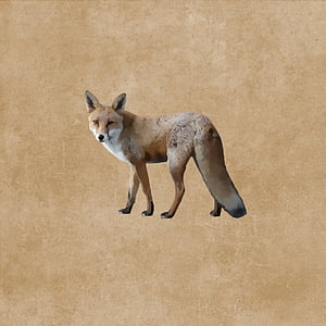 Fuchs, guineu roja, animal salvatge, Predator, dibuix
