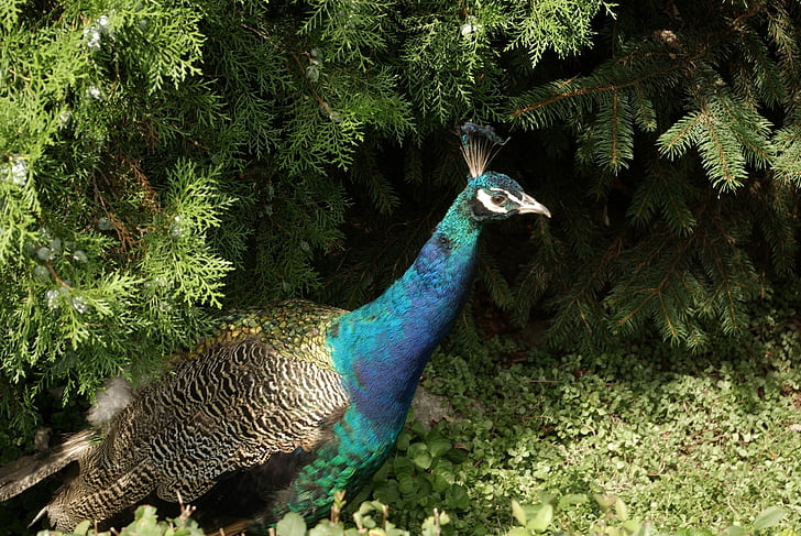 peacock, bird, blue, animal, nature, colorful, attractive