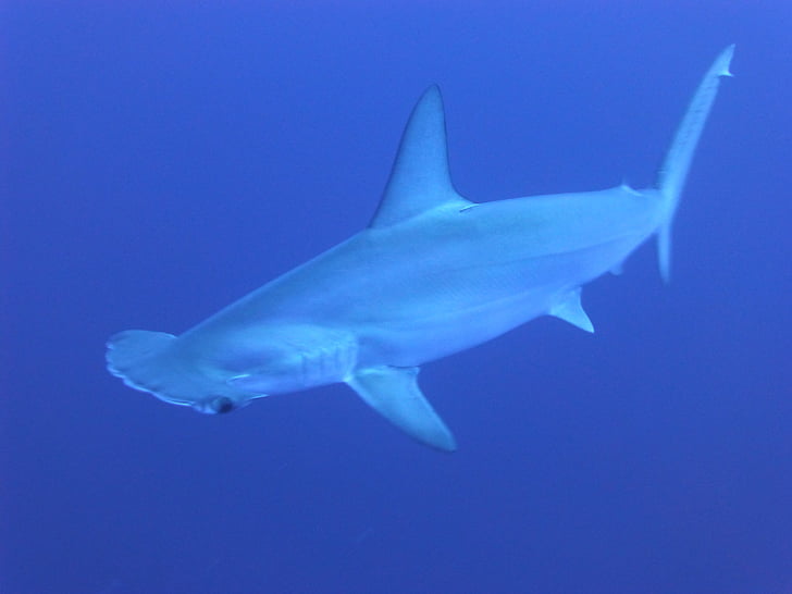 haizivis, zila, zemūdens, HammerHead sharks, jūras dzīvi, zivis, okeāns