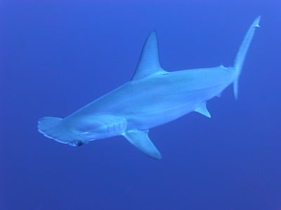 sharks, blue, underwater, hammerhead sharks, marine life, fishes, ocean