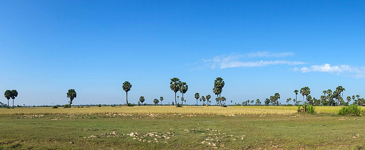 rizs mezők, Kambodzsa, Ázsia, Siem reap, tartomány, táj, pálmafák