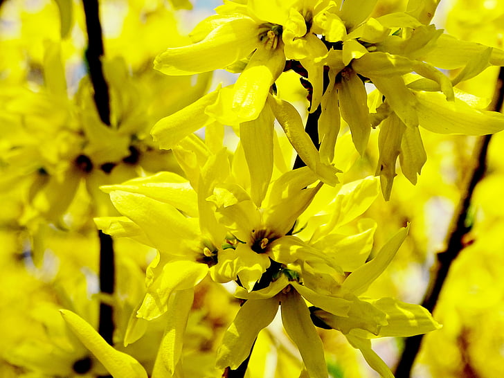 forsythia, forsythienblüte, Κίτρινο, άνοιξη, Χρυσές καμπάνες, χρυσό λιλά, Κήπος forsythia