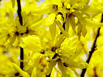 Oliu, forsythienblüte, groc, primavera, campanes d'or, lila d'or, jardí Oliu