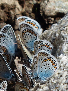 пеперуди, едър план, насекоми, бял равнец синьо