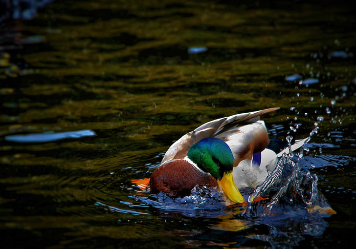 Duck, fuglen, vann, Splash, nebb, natur, dyreliv