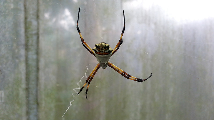 zirneklis, kukainis, daba, arachnid, dzīvnieki, Web, dzīvnieku