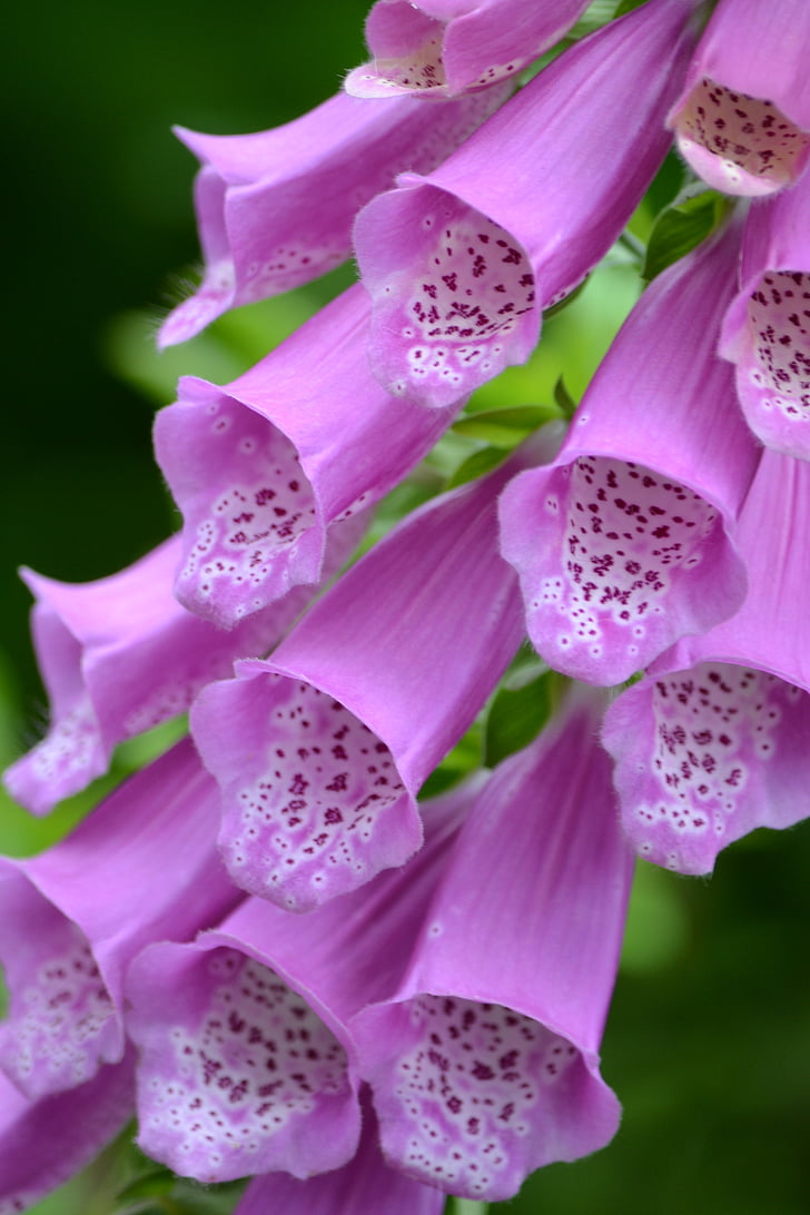 foxglove, flower, nature, vibrant, blooming, pink, natural