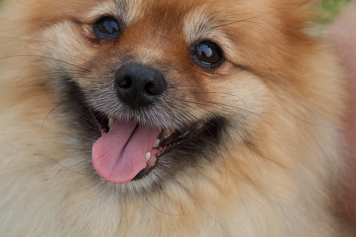 Pomeranian, câine, până aproape, drăguţ, animale, animal de casă, canin