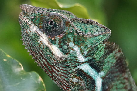 zvířata, plaz, schuppenkriechtier pantherchamäleon, Madagaskar, deštný prales, zvíře, Chameleon