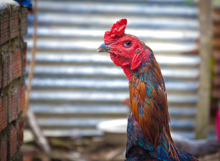 chicken, cock, animal, chicken - bird, livestock, domestic animals, rooster