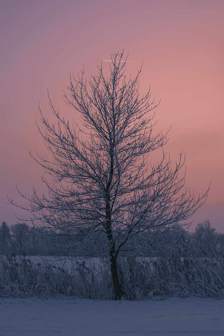 drvo, Zima, zalazak sunca, priroda, na nebu, niske temperature, snijeg