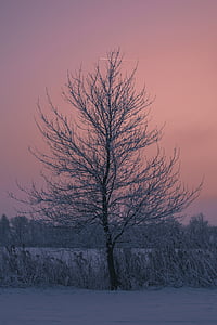 дърво, зимни, залез, природата, небето, студена температура, сняг