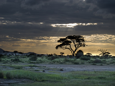 puesta de sol, paisaje, África, posluminiscencia, naturaleza, nubes, árboles