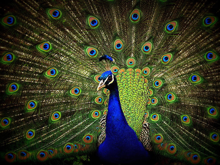 peacock, close-up, display, green, blue, colorful, bird