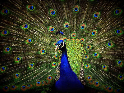 孔雀, 特写, 显示, 绿色, 蓝色, 多彩, 鸟